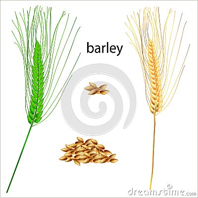 Isolated image of barley grains. Vector Illustration